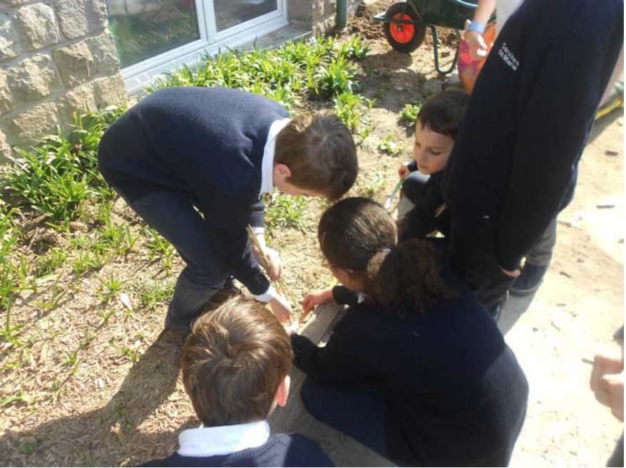 College Saint Pierre Uccle - Servites de Maries - La naissance du potager